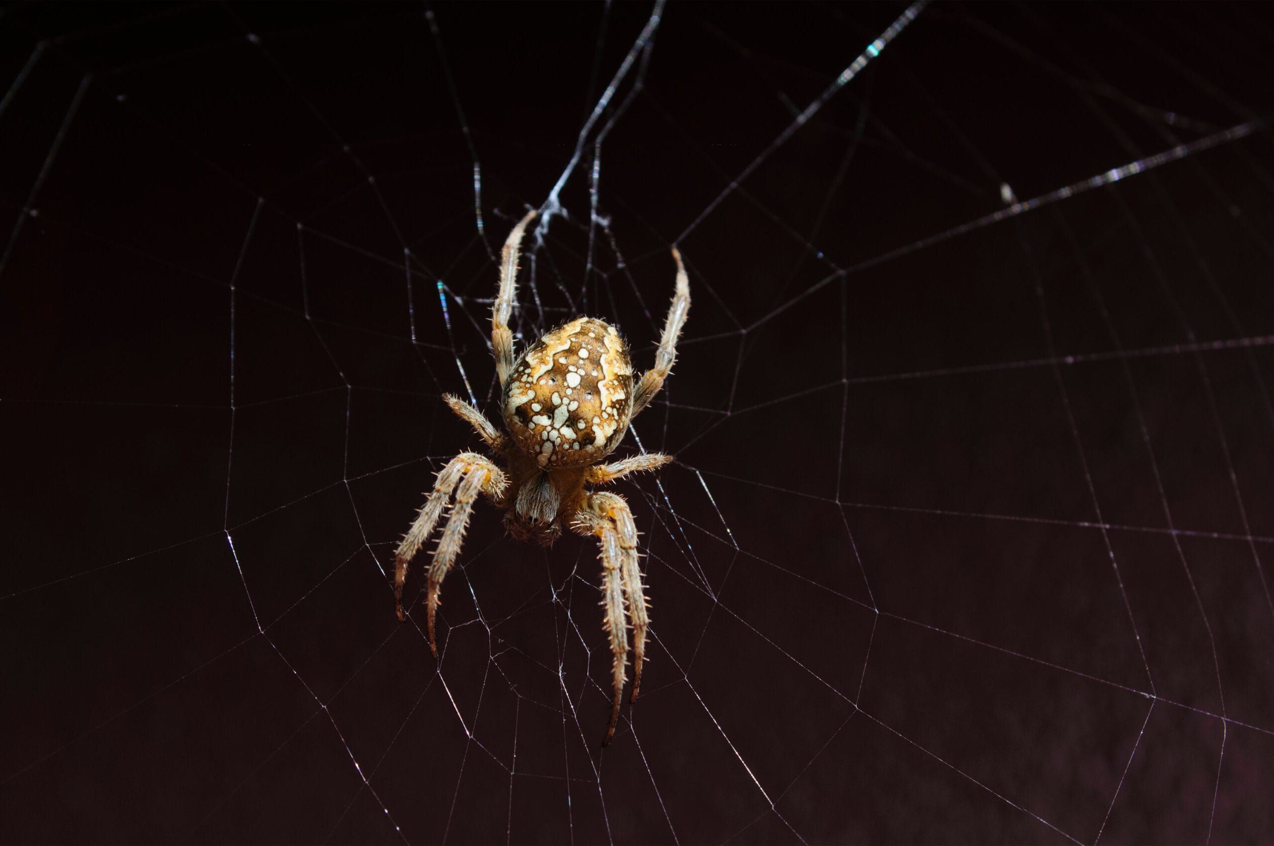 Spider Control in Blackfoot, Idaho