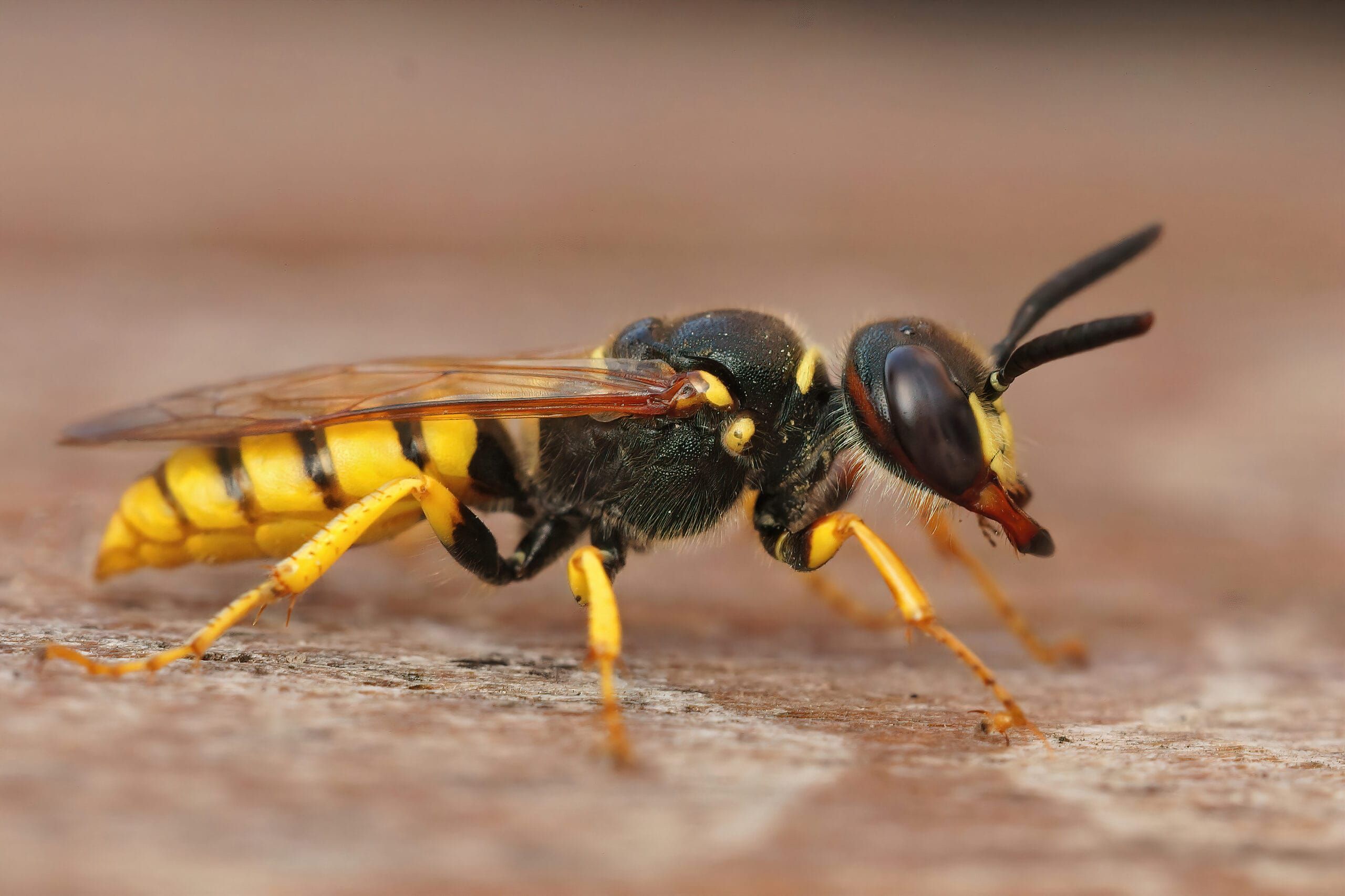 Wasp Exterminator in Mountain Valley, Utah