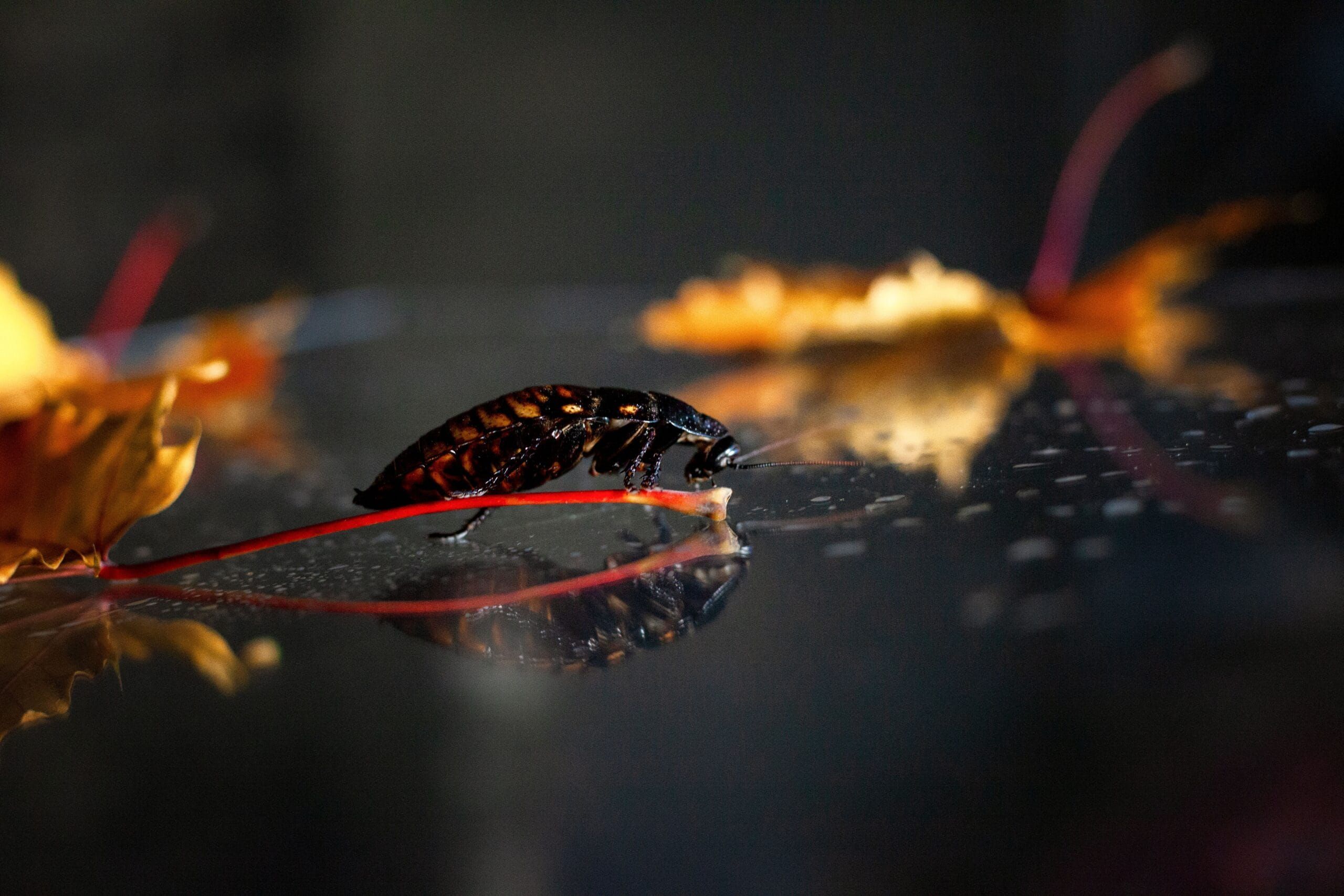 Cockroach Exterminator In Ogden, Utah