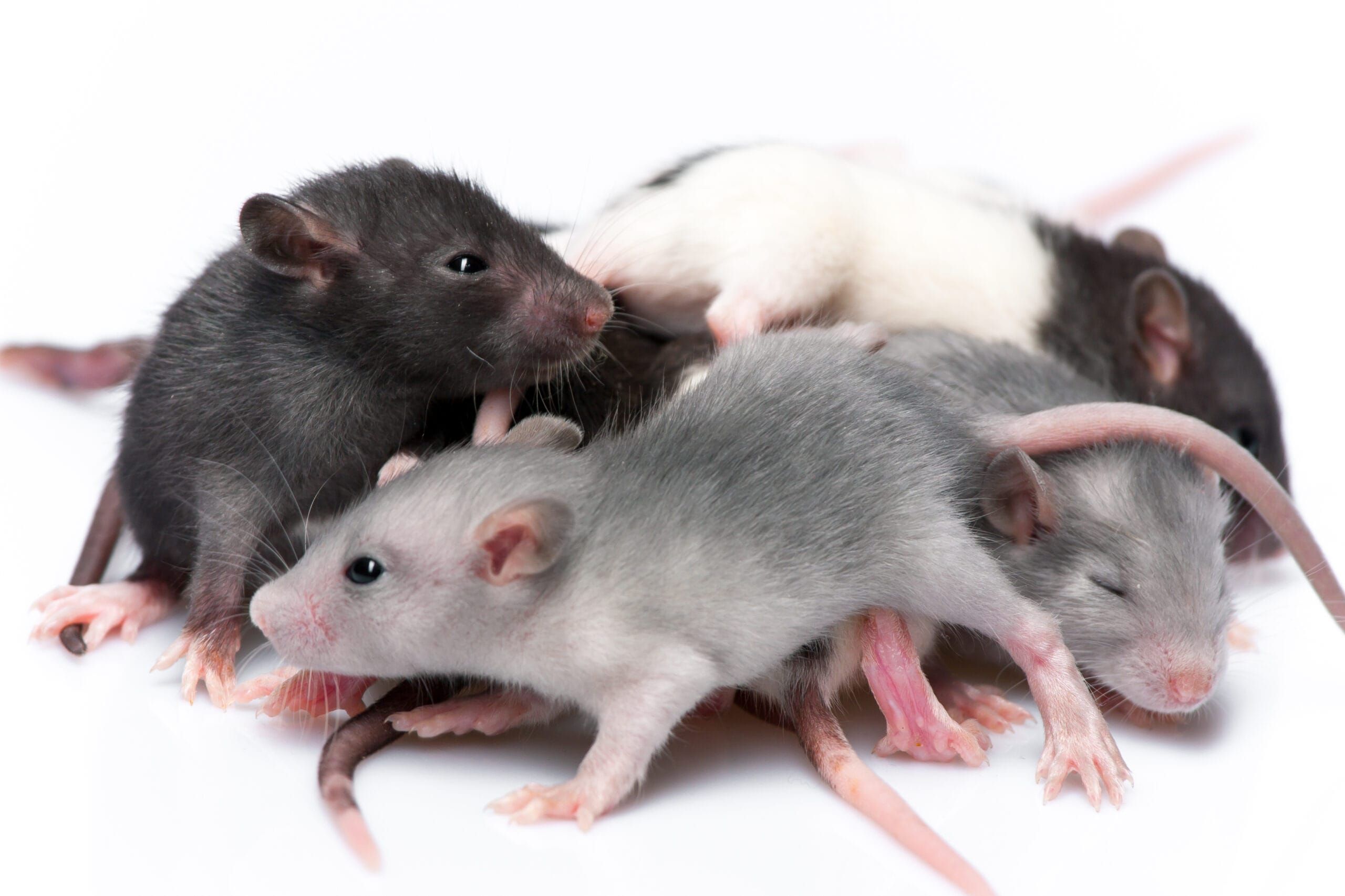 Rat Exterminator in American Fork, Utah