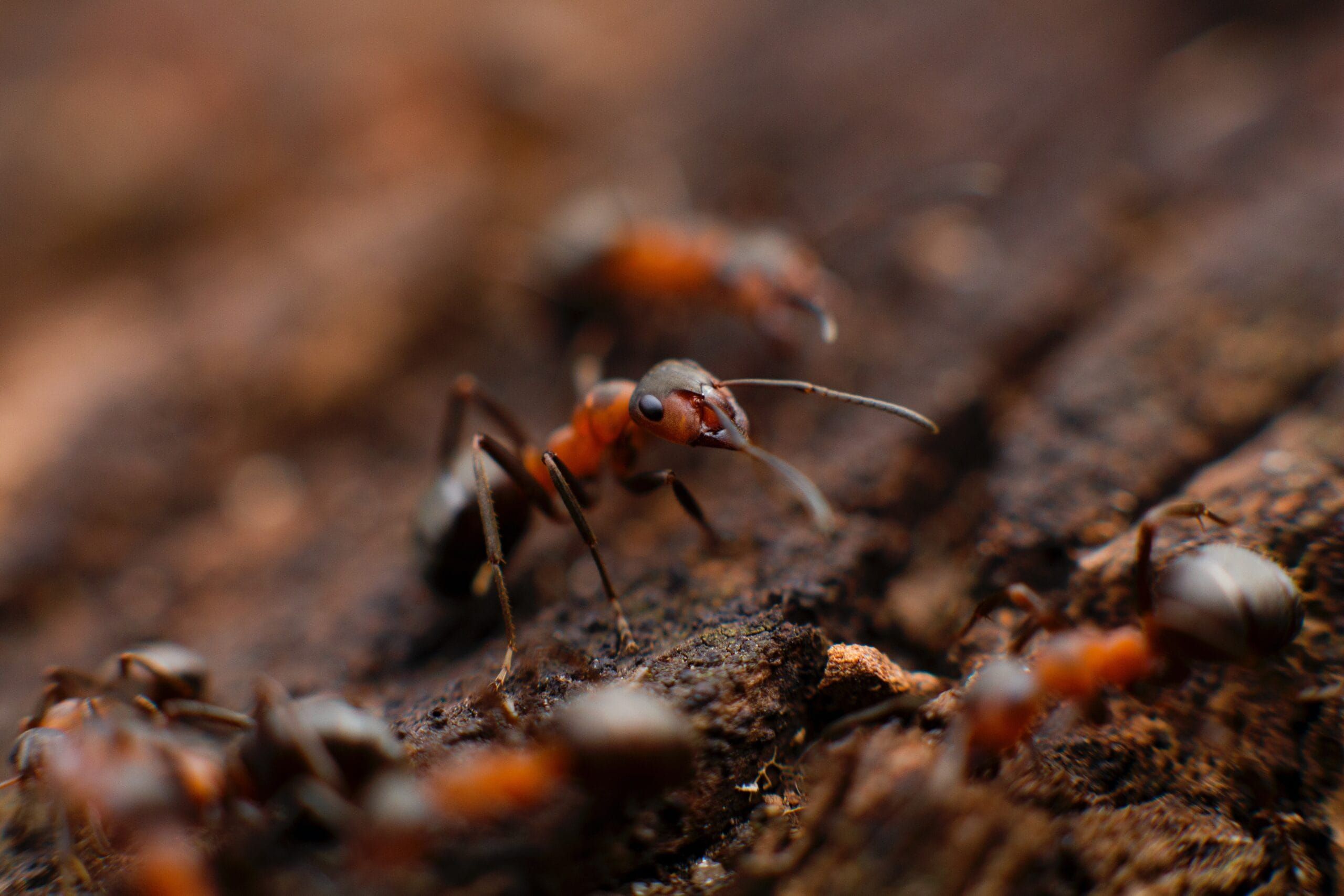 Ant Pest Control in Pocatello, Idaho