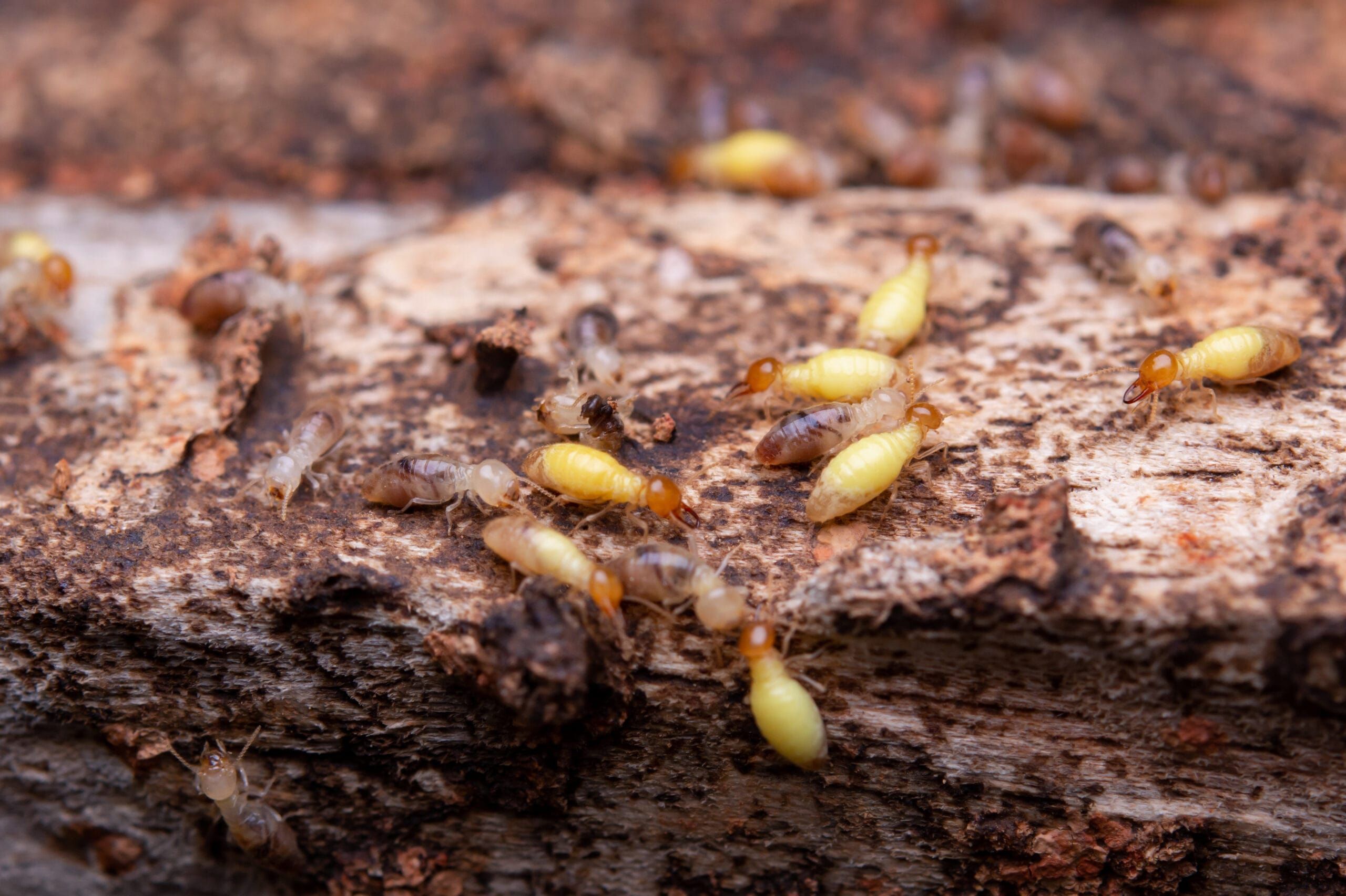 Termite Exterminator in Idaho Falls, Idaho